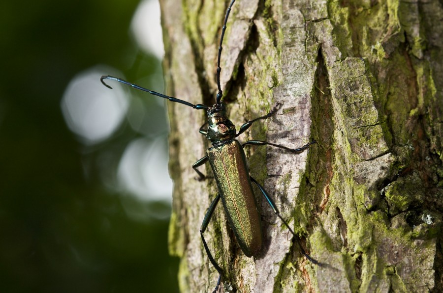 Moschusbock (Aromia moschata)