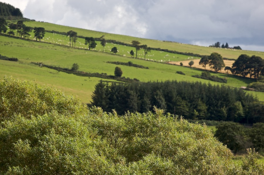 Wald, Wiesen und Schafe bei Huntly