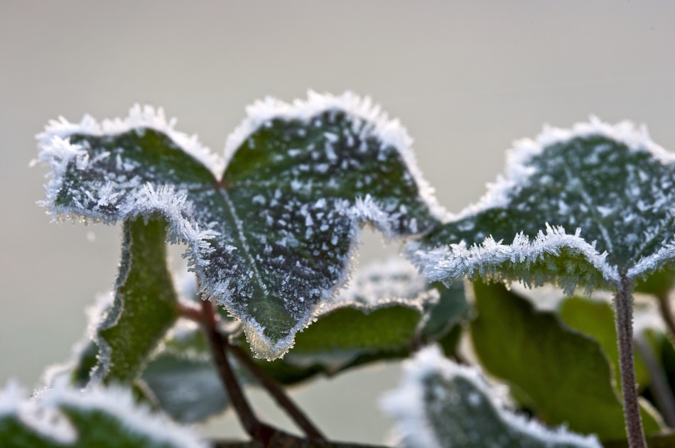 Raureif an den Blättern Raureif an den Blättern