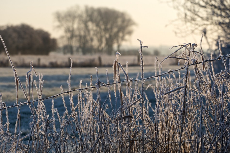 Frostiges an den Allerwiesen Frostiges an den Allerwiesen