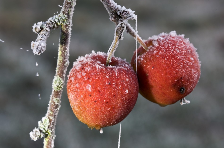 Erster kalter Dezembertag mit Raureif in Verden Erster kalter Dezembertag mit Raureif in Verden