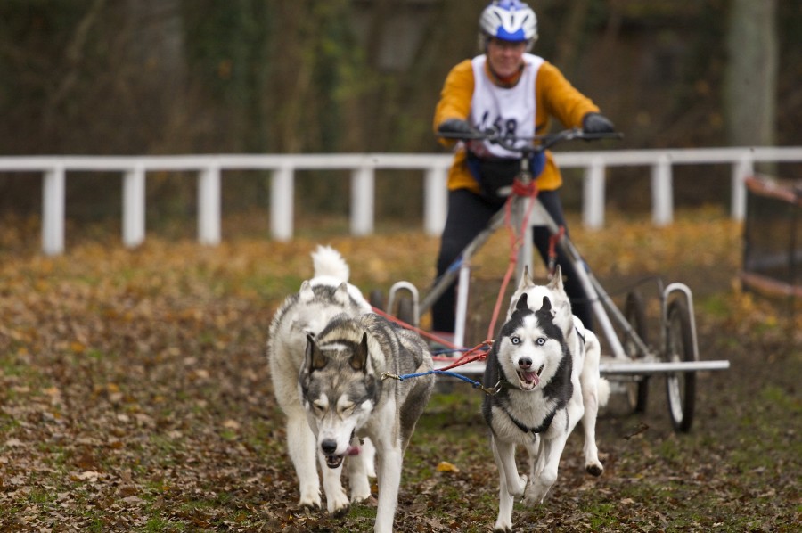 Weltmeisterschaft Schlittenhunderennen in Rastede
